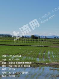 鸡西虎林市 281.52亩 水田 经营权出租