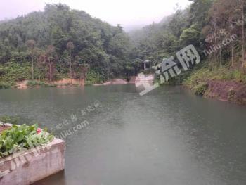 惠州龙门县 1080亩 有林地 经营权转让