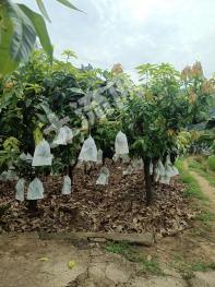 攀枝花盐边县 15亩 果园 经营权出租