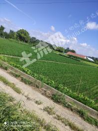 南通通州区 5亩 水田 经营权出租