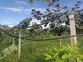 楚雄牟定县670亩水浇地经营权转让