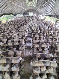 遵义遵义县 14.75亩 其它园地 经营权转让