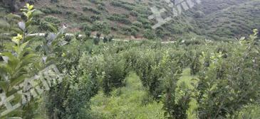 铁岭西丰县 180亩 果园 经营权转让