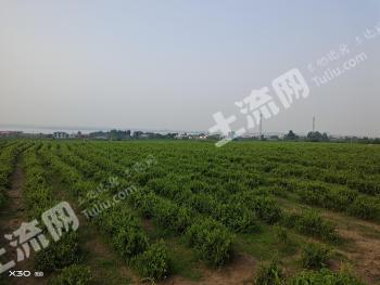 邯郸磁县 200亩 水浇地 经营权合作