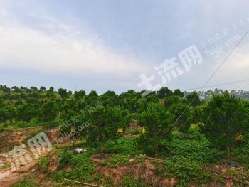 自贡贡井区 38亩 耙耙柑果园 经营权转让