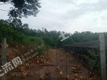 江门开平市 23亩 综合养殖用地 经营权转让