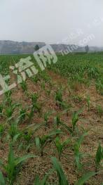 运城稷山县 600亩 水浇地 经营权出租