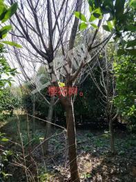 孝感孝昌县 300亩 有林地 经营权转让