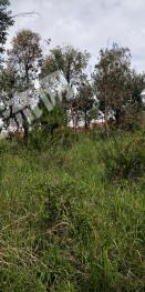 凉山会东县 800亩 其它林地 经营权转让