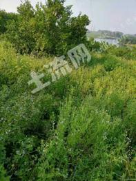 柳州融水苗族自治县 11亩 果园 经营权出租