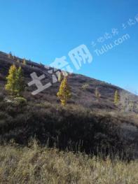 张家口崇礼区 2000亩 荒山 经营权出租