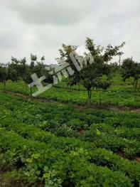 信阳罗山县 680亩 有林地 经营权转让