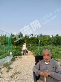 石家庄栾城区 70亩 果园 经营权转让