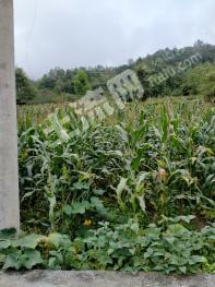 重庆彭水苗族土家族自治县 1500亩 果园 经营权转包