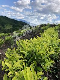 赣州宁都县80亩林地-灌木林地经营权转让