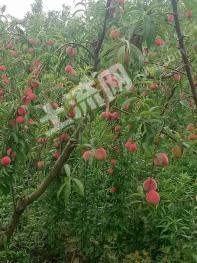 信阳光山县 90亩 果园 经营权转让