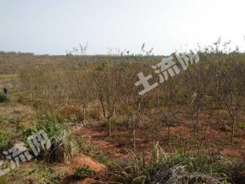 株洲攸县 877.3亩 乔木林地 经营权转让