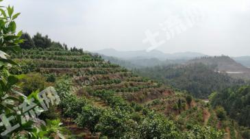 赣州龙南县 43.1亩赣南脐橙果园 经营权转让