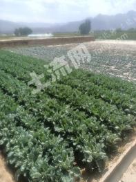 兰州红古区2亩水浇地经营权出租