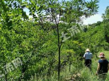 庆阳宁县 410亩 有林地 经营权转让