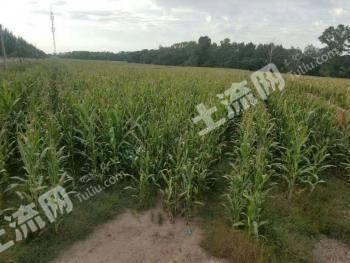 长春榆树市 15亩 综合养殖用地 经营权转让