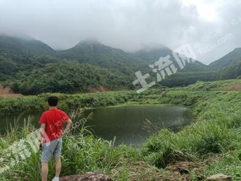 清远佛冈县 310亩 果园 经营权转让