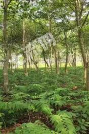 黑河孙吴县10000亩林地-有林地经营权出租