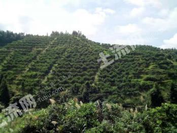 赣州寻乌县120亩有林地经营权转让