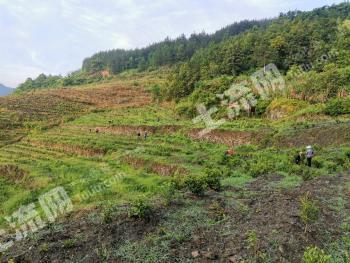 十堰竹山县 215亩 旱地 经营权出租
