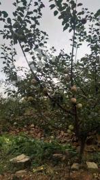 雅安汉源县350亩果园经营权转让.可做观光旅游产业，可做农家乐