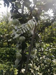 菏泽定陶区 60亩 有林地 经营权出租