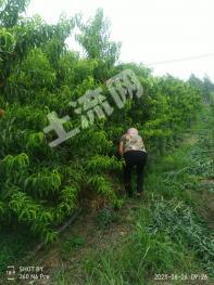 徐州沛县33亩果园经营权转让