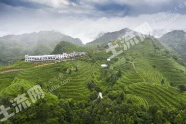 贵州开阳1200亩茶林经营权流转