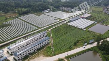 六安金寨县 180亩 果园 经营权转让