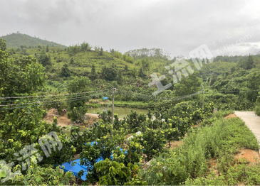 梅州大埔县 75亩 综合养殖用地 经营权转让