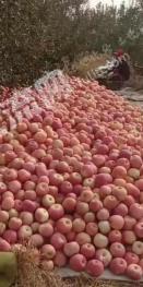 唐山遵化市 150亩 其它林地 经营权转让