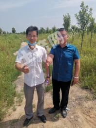 石家庄藁城区 199亩 农场 使用权出租