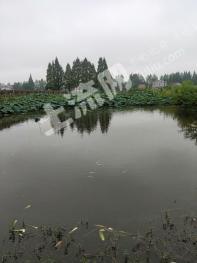 常德安乡县 4亩 水产养殖用地 经营权转让