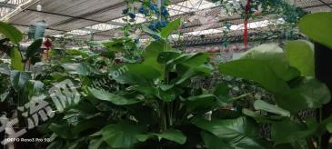 苏州昆山市 30亩 其它园地 经营权转让