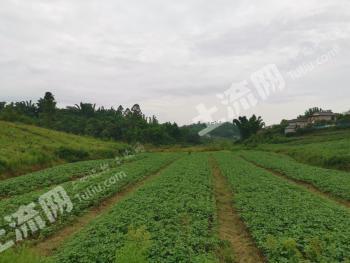 自贡富顺县160亩水浇地经营权转包