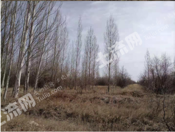 张掖临泽县 8800亩 有林地 经营权转让