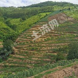 玉溪元江哈尼族彝族傣族自治县 80亩 水浇地 经营权出租