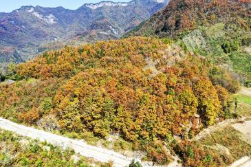 重庆城口县 13320平米 度假山庄 出租