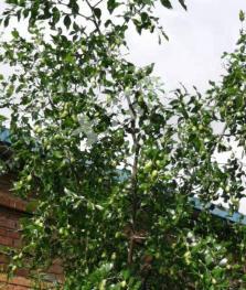 朝阳凌源市 10亩 农场 经营权转让