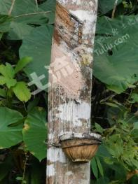 西双版纳勐腊县 150亩 有林地 经营权转让