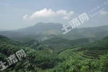 红河金平苗族瑶族傣族自治县 33亩有林地 经营权转让