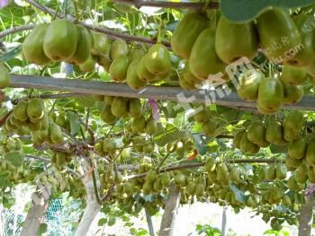 南充南部县 35亩 果园 经营权出租