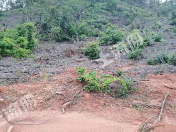 吉安泰和县 3300亩 乔木林地 经营权出租