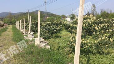 常州溧阳市 100亩 果园 经营权出租