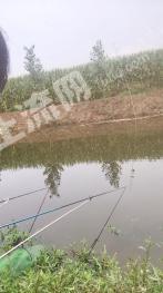 安阳滑县 7亩 水浇地 经营权转让